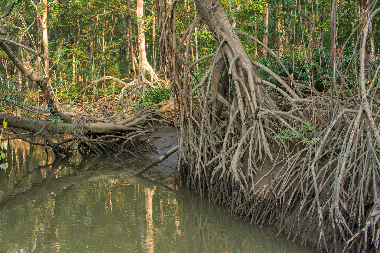 Tarcoles river - Mangrove  Stefan Cruysberghs